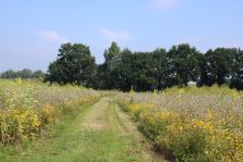 Projekt "Bunte Biomasse" - Wildblumen auf dem Feld von Landwirt Richard Schulte © Foto Kreis Paderborn